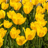 Tulip Jan Van Nes 2025 Pktuljvn - Garden Express Australia