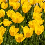 Tulip Jan Van Nes – Pre-Order Tulip Jan Van Nes – Pre-Order