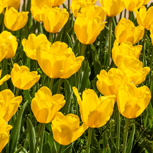Tulip Jan Van Nes – Pre-order