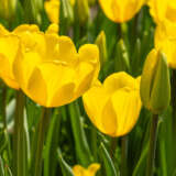 Tulip Jan Van Nes 2026 Pktuljvn - Garden Express Australia