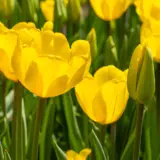 Tulip Jan Van Nes 2026 Pktuljvn - Garden Express Australia