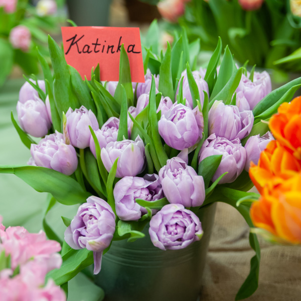 Tulip Katinka Tulip Katinka