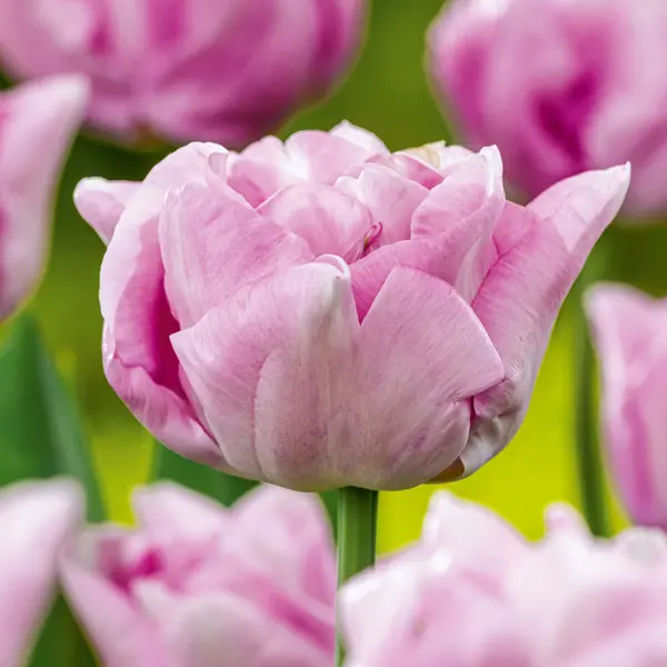 Tulip Katinka Tulip Katinka