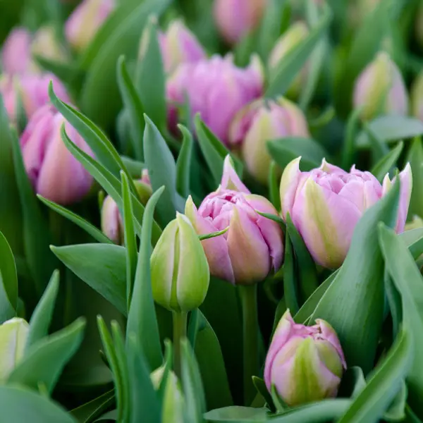 Tulip Katinka Tulip Katinka