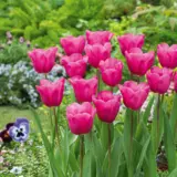 Tulip Purple Raven Tulip Purple Raven