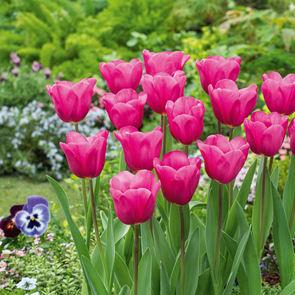 Tulip Purple Raven Tulip Purple Raven