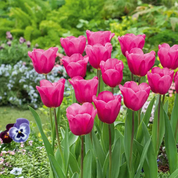 Tulip Purple Raven Tulip Purple Raven