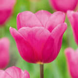 Tulip Purple Raven Tulip Purple Raven