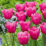 Tulip Purple Raven Pktulpra 2026 - Garden Express Australia