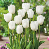Tulip Royal Virgin Pktulrvi 2022 - Garden Express Australia