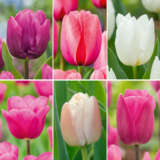 Tulip Spring Blush Coll Coltulsbl 2026 - Garden Express Australia