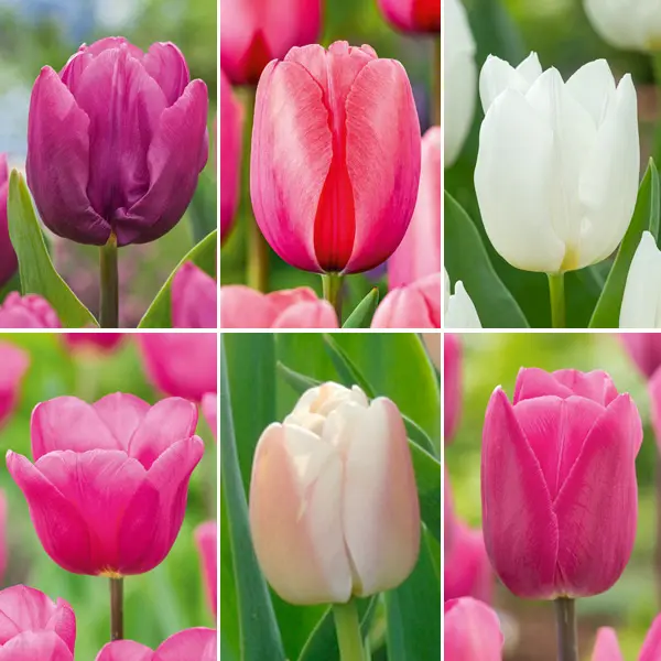 Tulip Spring Blush Collection Tulip Spring Blush Collection