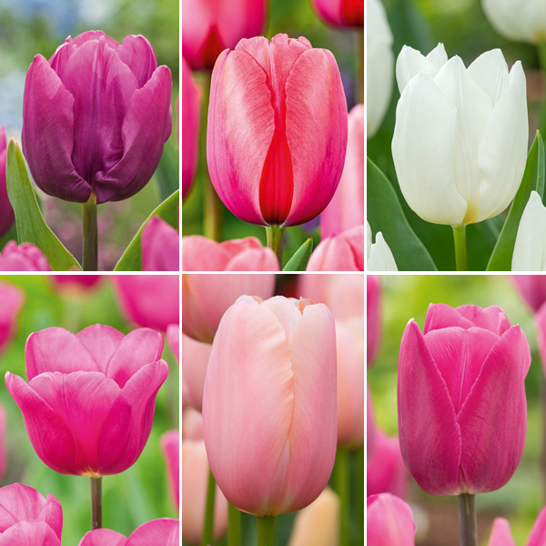 Tulip Spring Blush Collection