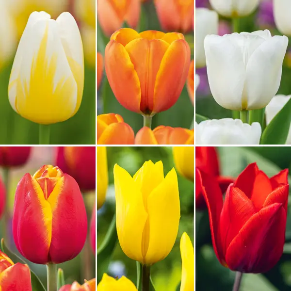 Tulip Spring Blush Collection