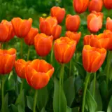 Tulip Apricot Pride Tulip Apricot Pride
