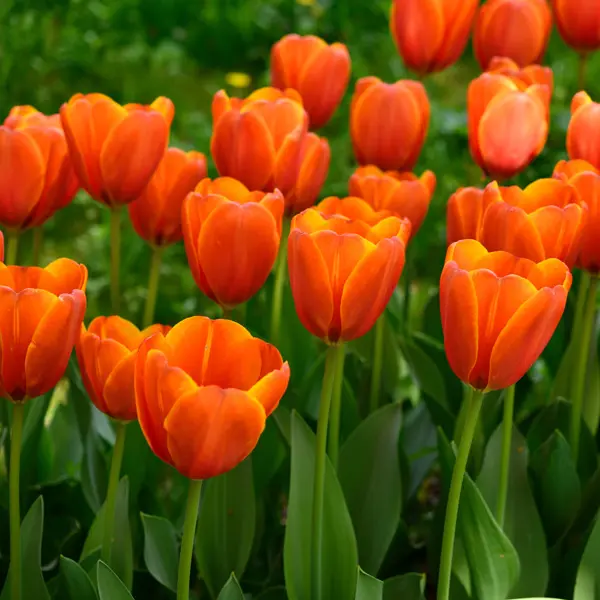 Tulip Apricot Pride Tulip Apricot Pride