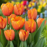 Tulip Triple A 3 Pktultra 2026 - Garden Express Australia