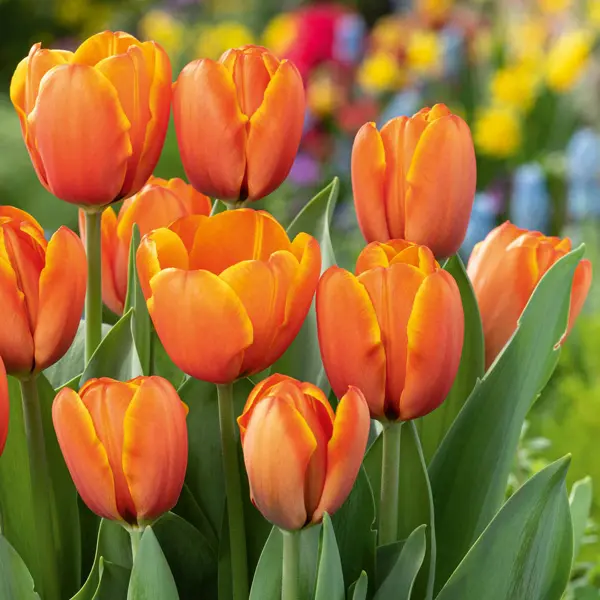 Tulip Apricot Pride Tulip Apricot Pride