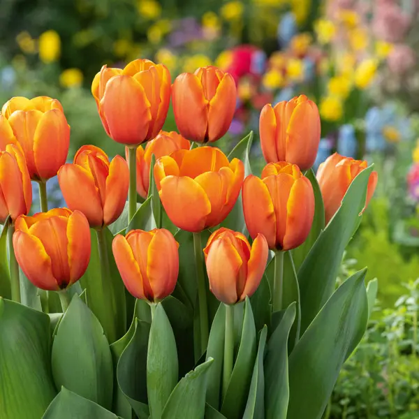 Tulip Apricot Pride Tulip Apricot Pride