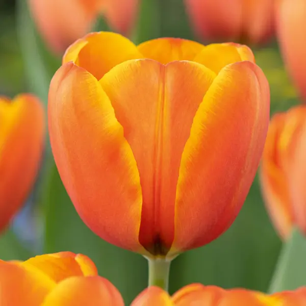 Tulip Apricot Pride Tulip Apricot Pride