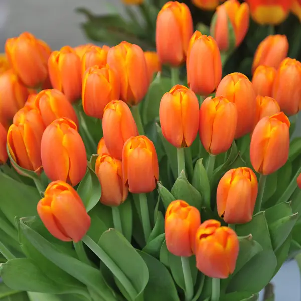 Tulip Apricot Pride Tulip Apricot Pride