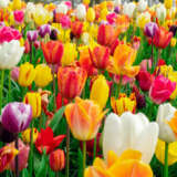 Tulip Triumph Mixed Pktultmx 2025 - Garden Express Australia