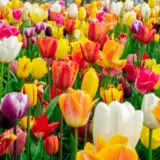 Tulip Triumph Mixed Pktultmx 2025 - Garden Express Australia