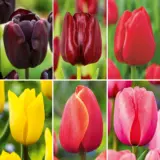 Tulip Twilghit Flame Coll Coltultfl 2026 - Garden Express Australia