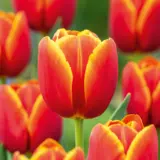 Tulip Verandi – Pre-Order Tulip Verandi – Pre-Order