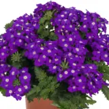 Verbena Lindolena Blue Charme P68verlbc - Garden Express Australia