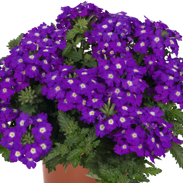 Verbena Lindolena Blue Charme Verbena Lindolena Blue Charme
