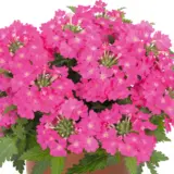 Verbena Lindolena Hot Pink Verbena Lindolena Hot Pink