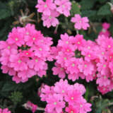 Verbena Lindolena Hot Pink P68verlhp - Garden Express Australia