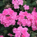 Verbena Lindolena Hot Pink P68verlhp - Garden Express Australia