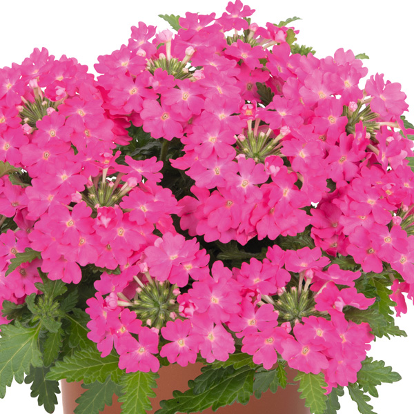 Verbena Lindolena Hot Pink Verbena Lindolena Hot Pink