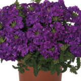 Verbena Lindolena Purple Verbena Lindolena Purple