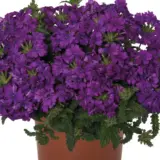 Verbena Lindolena Purple Verbena Lindolena Purple