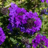 Verbena Lindolena Purple P68verlpp - Garden Express Australia