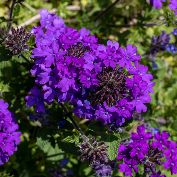 Verbena Lindolena Purple Verbena Lindolena Purple