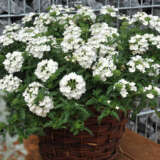 Verbena Lindolena White P68verlwh - Garden Express Australia