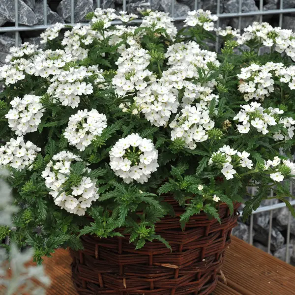 Verbena Lindolena White Verbena Lindolena White