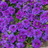 Verbena Vepita Violet P14vervvt - Garden Express Australia