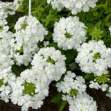 Verbena Vepita White P14vervwh - Garden Express Australia