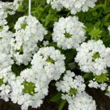 Verbena Vepita White P14vervwh - Garden Express Australia