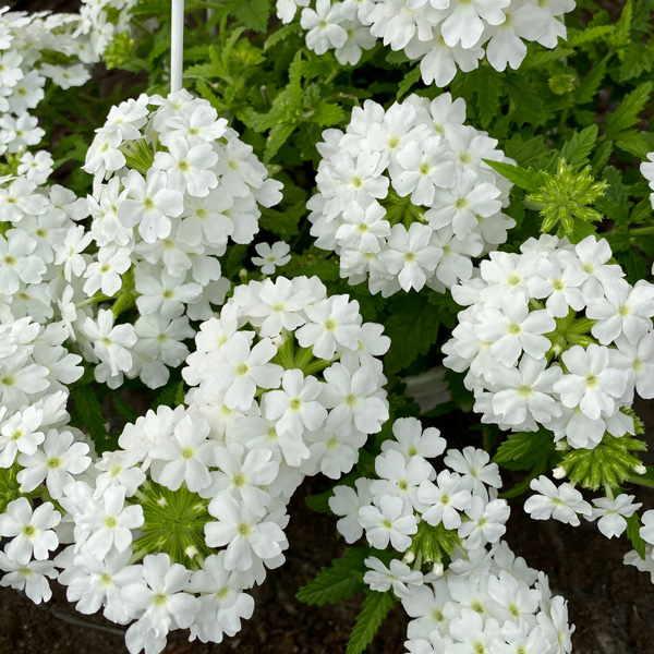 Verbena Vepita White Verbena Vepita White