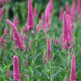 Veronica Pink P68verpnk - Garden Express Australia