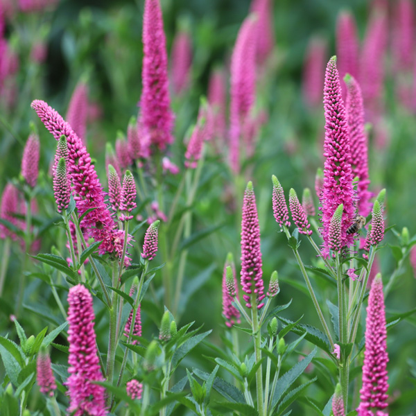 Veronica Pink Veronica Pink