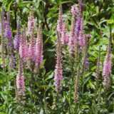 Veronica Spicata Pink Veronica Spicata Pink
