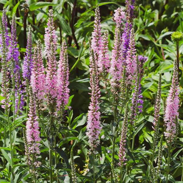 Veronica Spicata Pink
