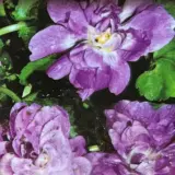 Viola Parma Double Mauve P68viopmv - Garden Express Australia